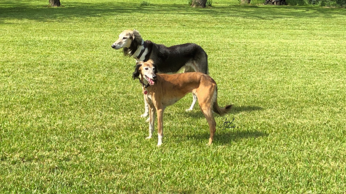 Cleaning the Digital House