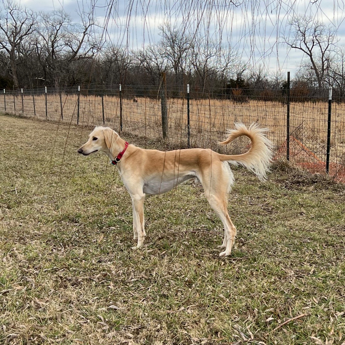 Home Phone!!! And Happy B-Day, Gary!